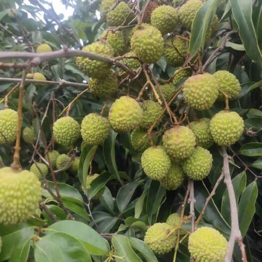徐闻县桂味荔枝 2021年广东最早桂味