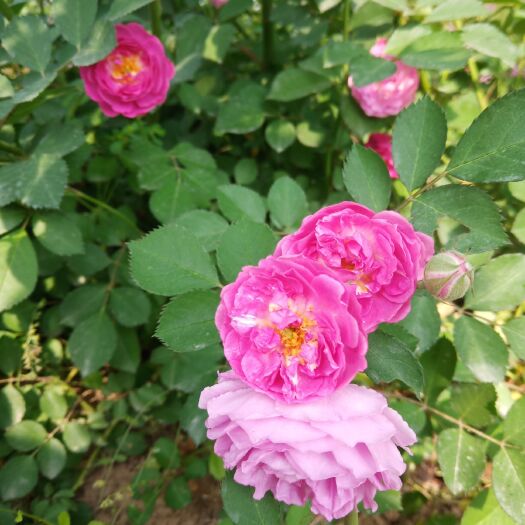 周至县爬蔷薇 50-1米爬蔷薇陕西种植基地直发
