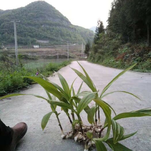 清镇市白及  白芨