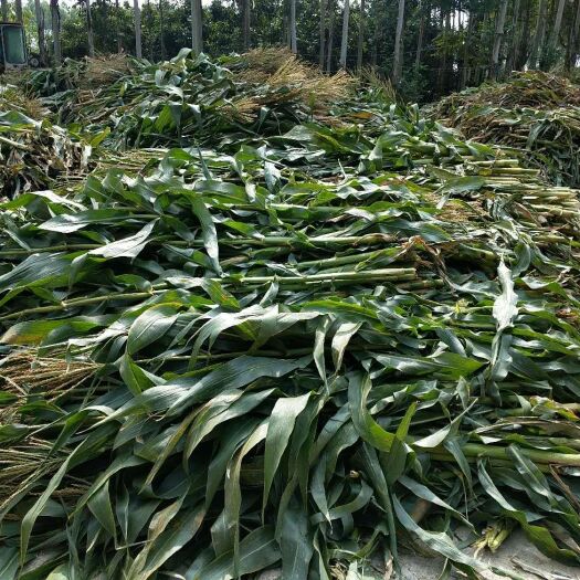 横州市玉米秸秆  草料