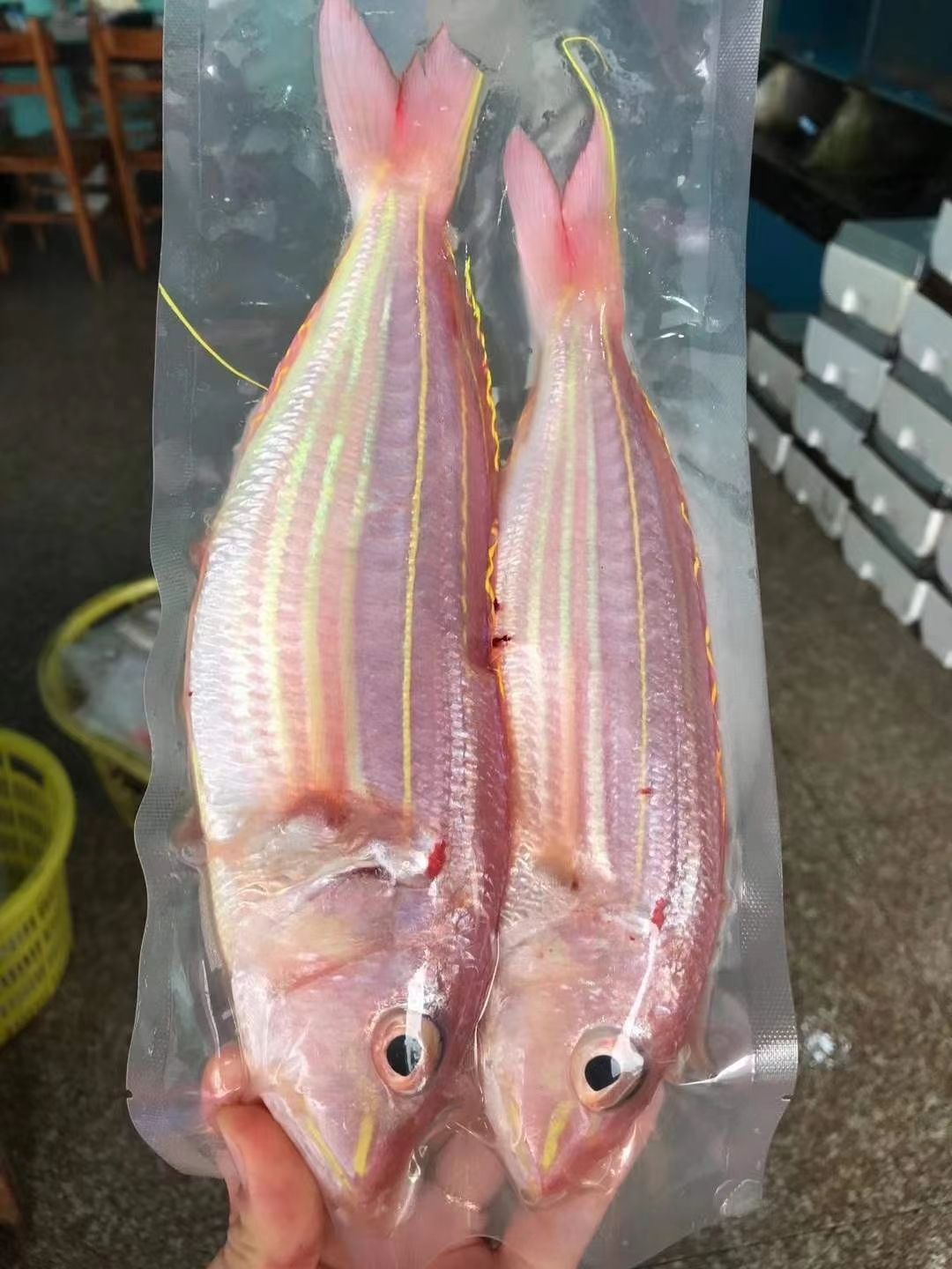 红杉鱼