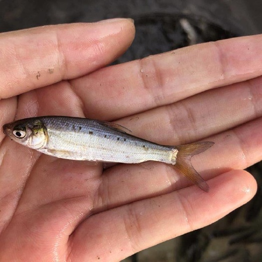 黄尾鲴鱼苗  有货黄尾鱼苗黄尾密鲴黄尾巴洞庭千岛湖黄尾水花苗