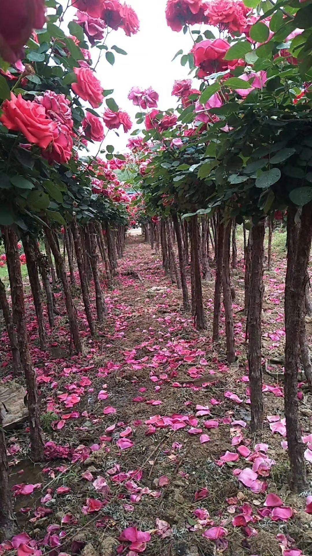 基地直发树状月季3公分物美价廉