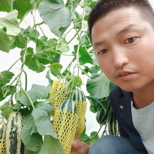 博洋甜瓜 山东省滨州市惠民县 一级果 