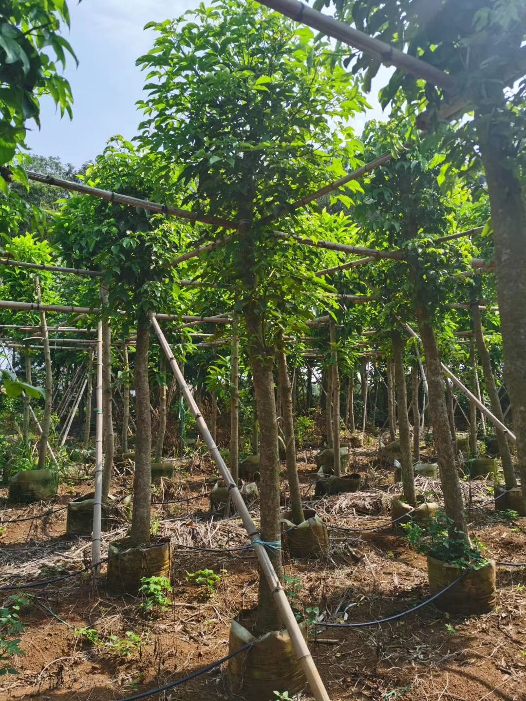 产地大量直销：秋枫（重阳木）