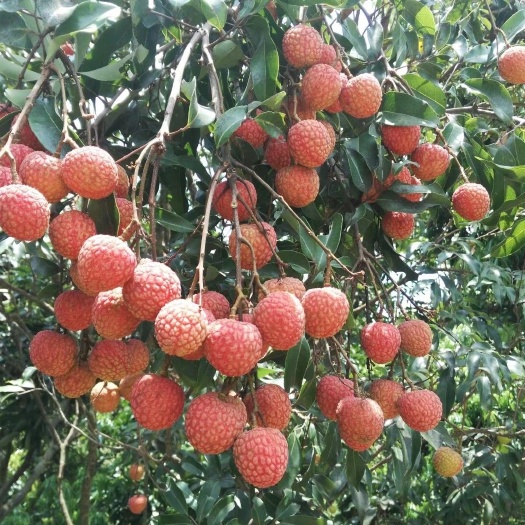 高州市白糖罂荔枝  白糖罂，妃子笑 广东茂名荔乡之镇