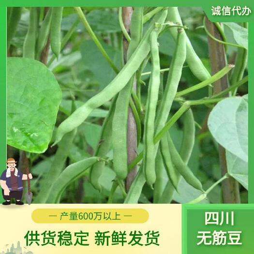 峨眉山市无筋四季豆  四季豆无筋豆 营养价值丰富 含有维生素b和维生素c和植物蛋白