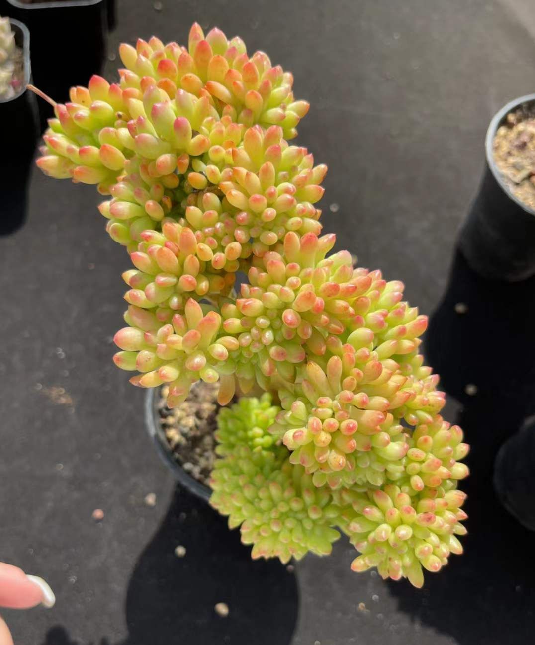 多肉组合 青松缀化 板子不错 9cm盆对比 12cm左右发货 30