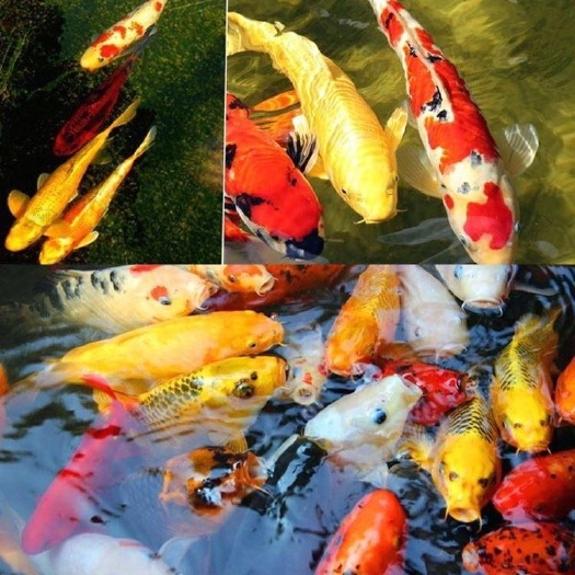 阜阳 冷水淡水观赏鱼锦鲤鱼活鱼金鱼小型淡水好养红鲤鱼纯种小锦鲤鱼苗