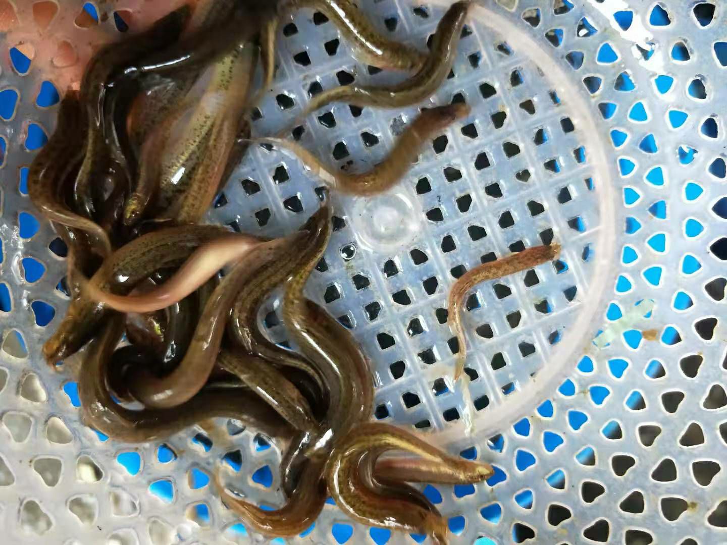 泥鳅苗，优良泥鳅苗，技术支持，鱼场直供，抗应激能力强。