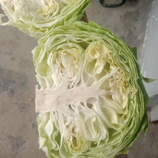 苍溪县绿包菜（甘蓝），新京丰1号（重庆三千种业）