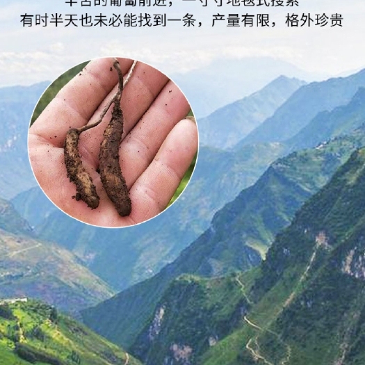 雷波县冬虫夏草  四川虫草，大量现货，产地直发