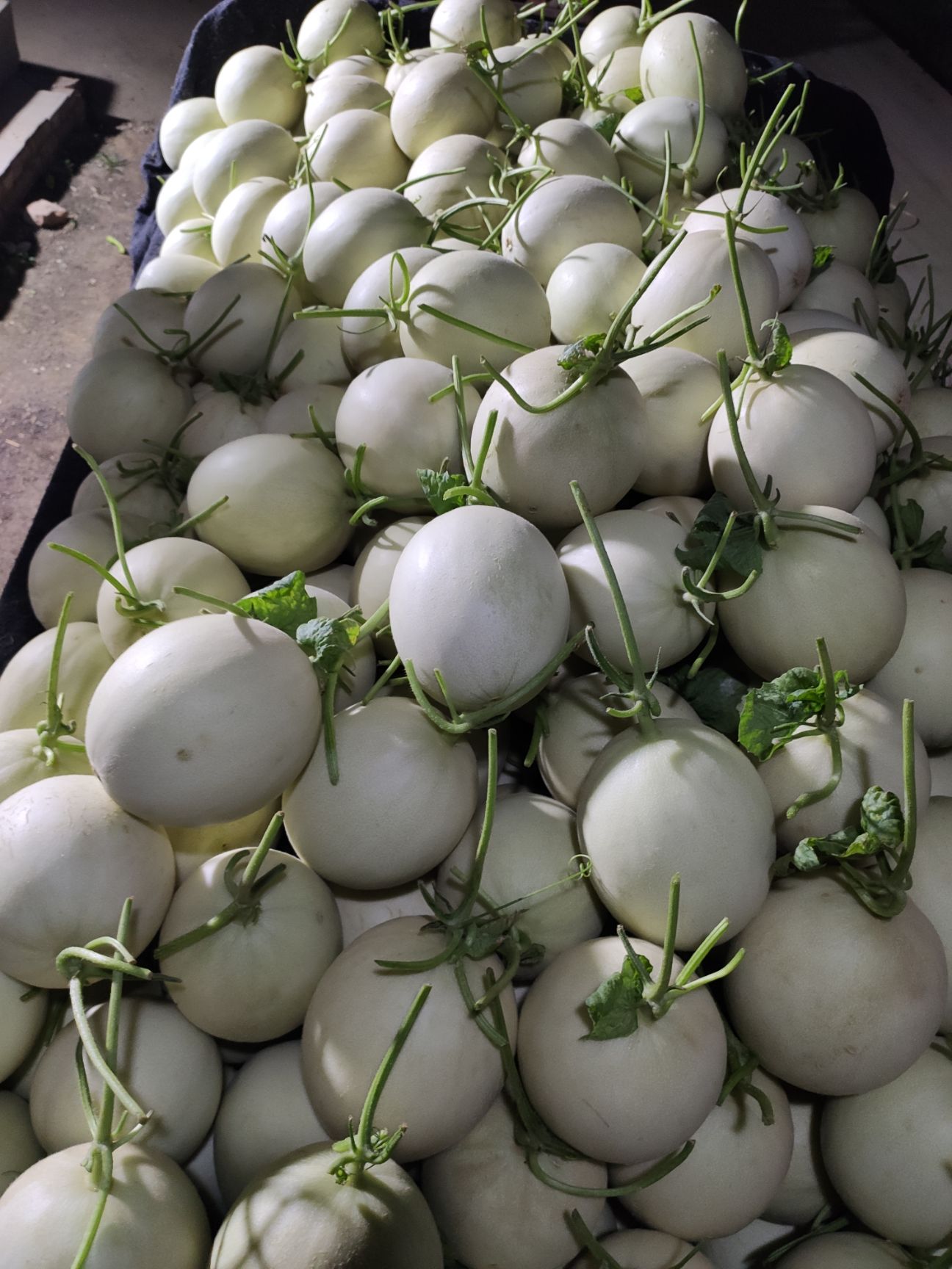 玉菇甜瓜  玉菇  精品通货应有尽有  大量供质找东子买好瓜