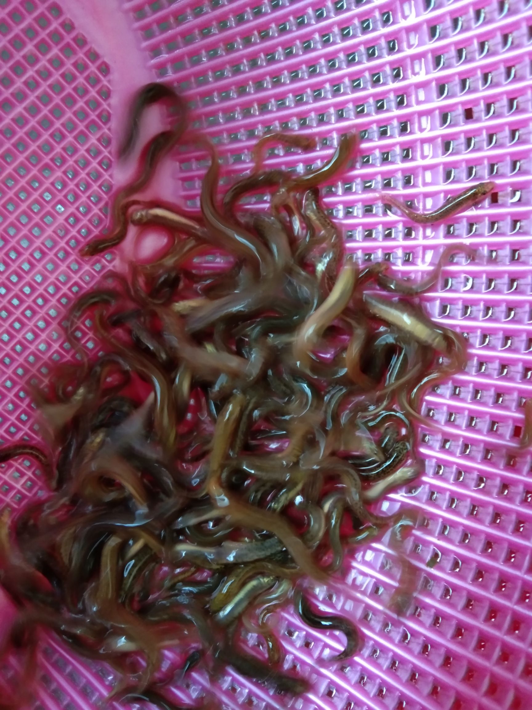 泥鳅苗，优良泥鳅苗，技术支持，鱼场直供，抗应激能力强。