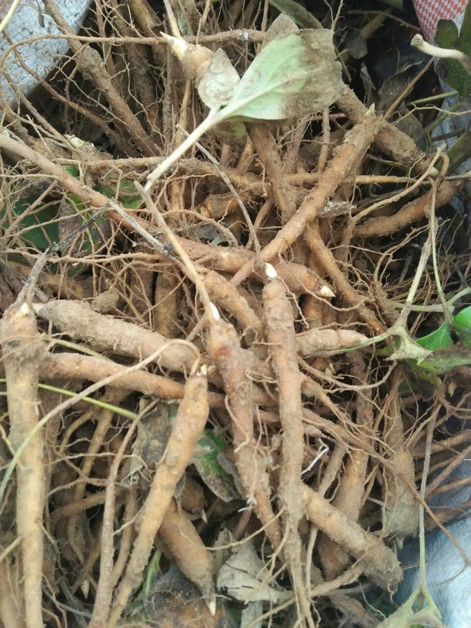 芍药苗，赤芍苗，芍药多花芍药