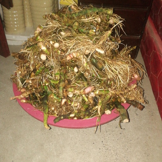 武冈市水菖蒲，茎叶，苗鲜货，大量供应