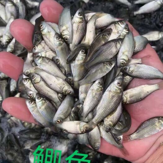 南宁鲫鱼苗