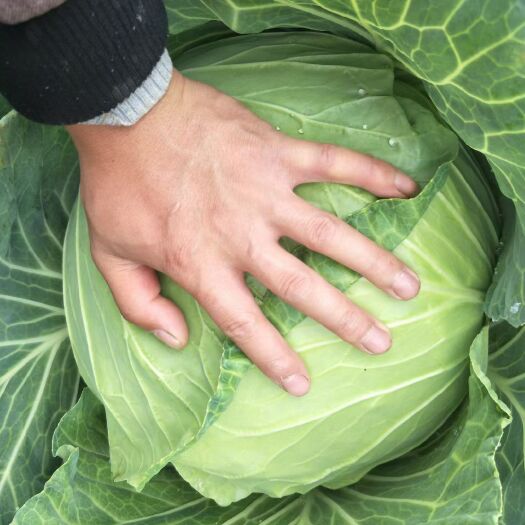 大邑县平包菜  四川扁包菜质量保证质量
