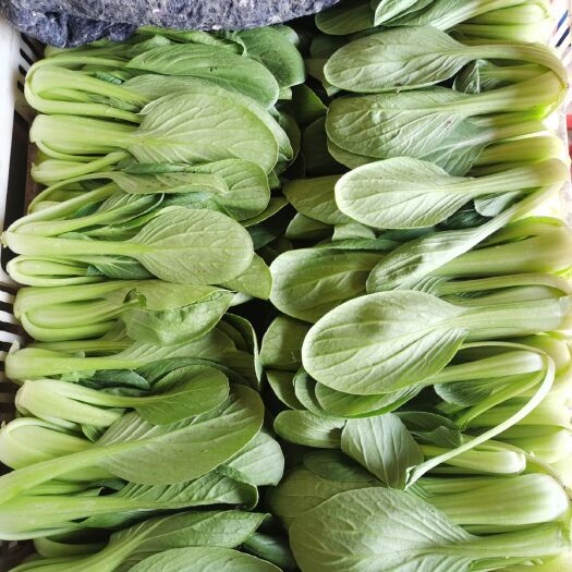 曹县精品上海青小白菜