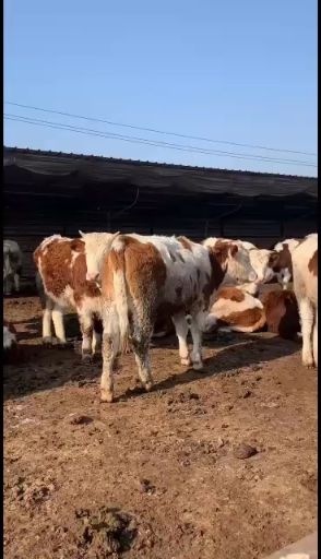 忻州鲁西牛 出售梨木赞，夏洛莱肉牛