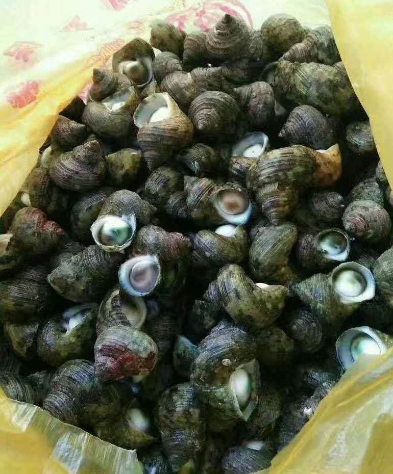 牛眼睛 水产