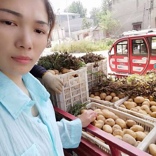 宜城市黄心土豆  土豆大量供应，专业代办