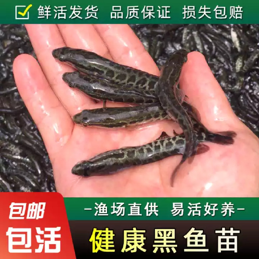 常州乌鳢苗 杂交快大黑鱼苗，快大乌鱼苗黑体质好，斑鱼苗成活率高，
