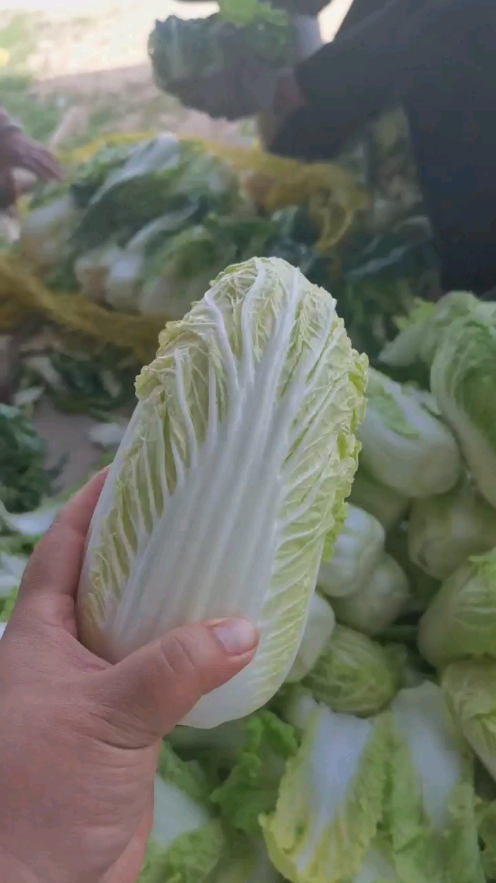 黄心娃娃菜  娃娃菜，精品娃娃菜