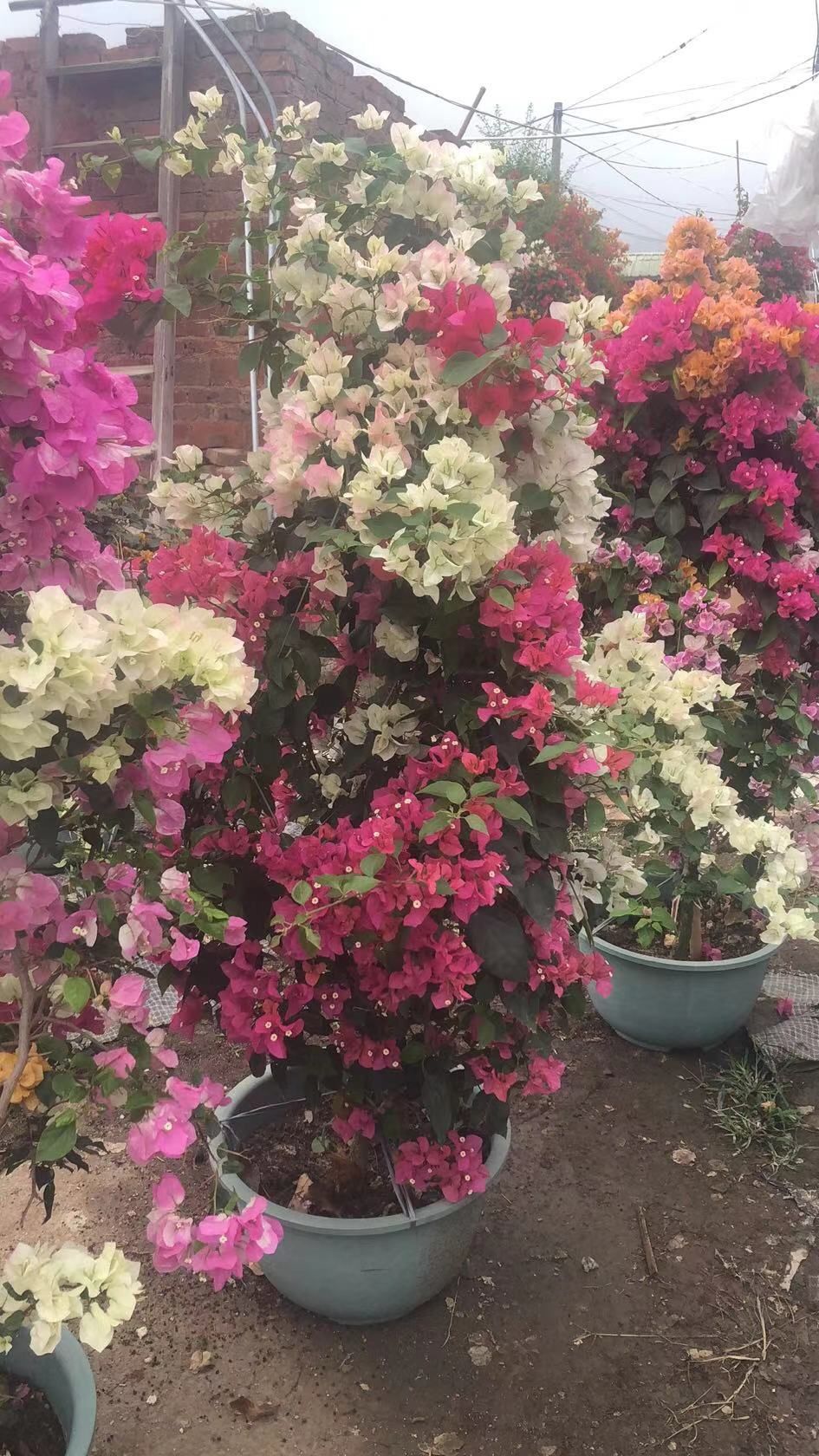  单杆多色三角梅，