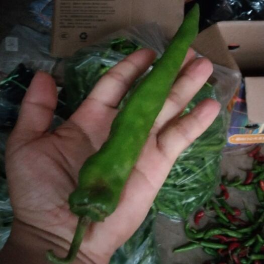 信丰县薄皮椒  湘妹子，