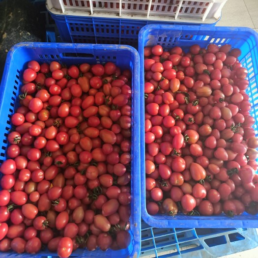 上海千禧圣女果 小番茄（圣女果）