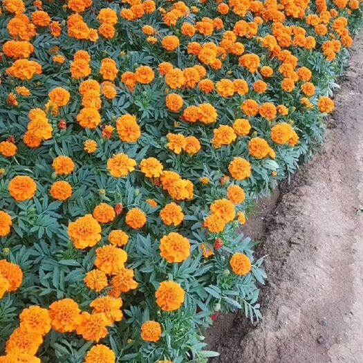 青州市孔雀草
