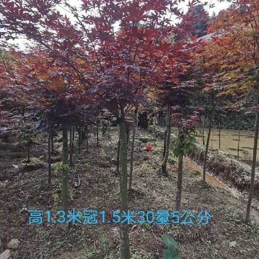全州县中国红枫  大量供应嫁接红枫6公分，7公分，8公分价格美丽欢迎实地考察