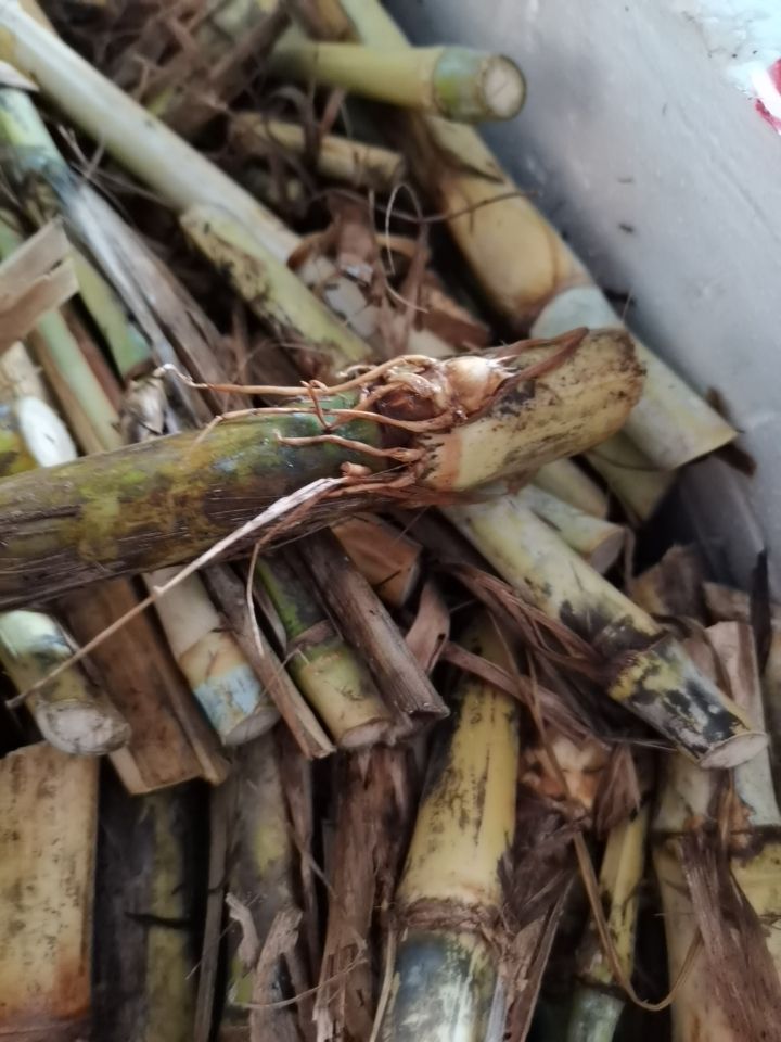 高产优质巨菌草种苗