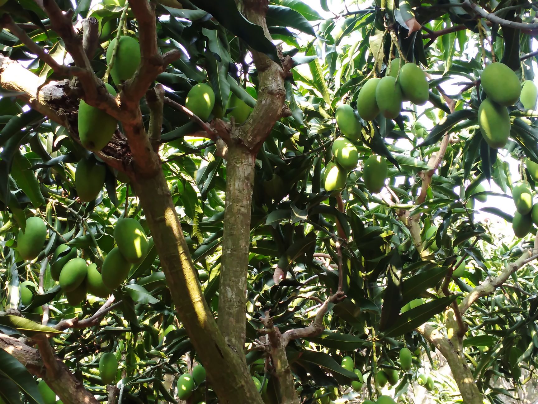 覃斗正宗鸡蛋芒