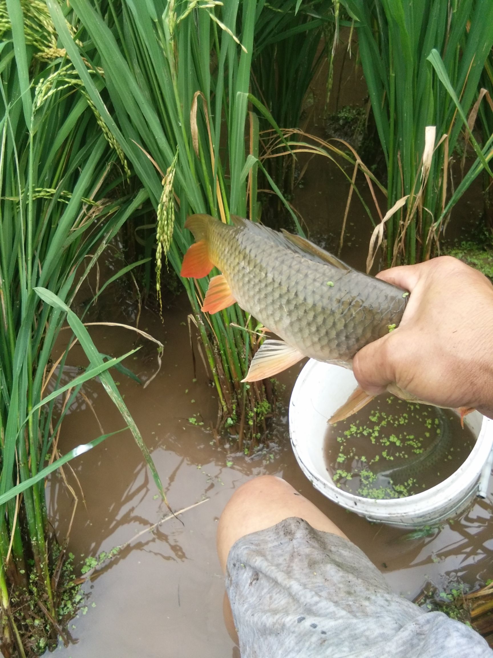 稻花魚 