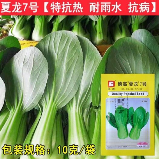 夏龍7號(hào)青梗菜種子強(qiáng)抗熱德高夏季耐濕抗病四季小白菜小油菜種籽