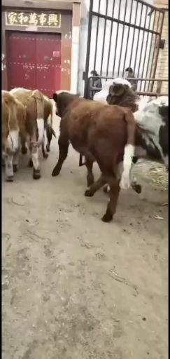 鲁西牛 出售梨木赞，夏洛莱肉牛