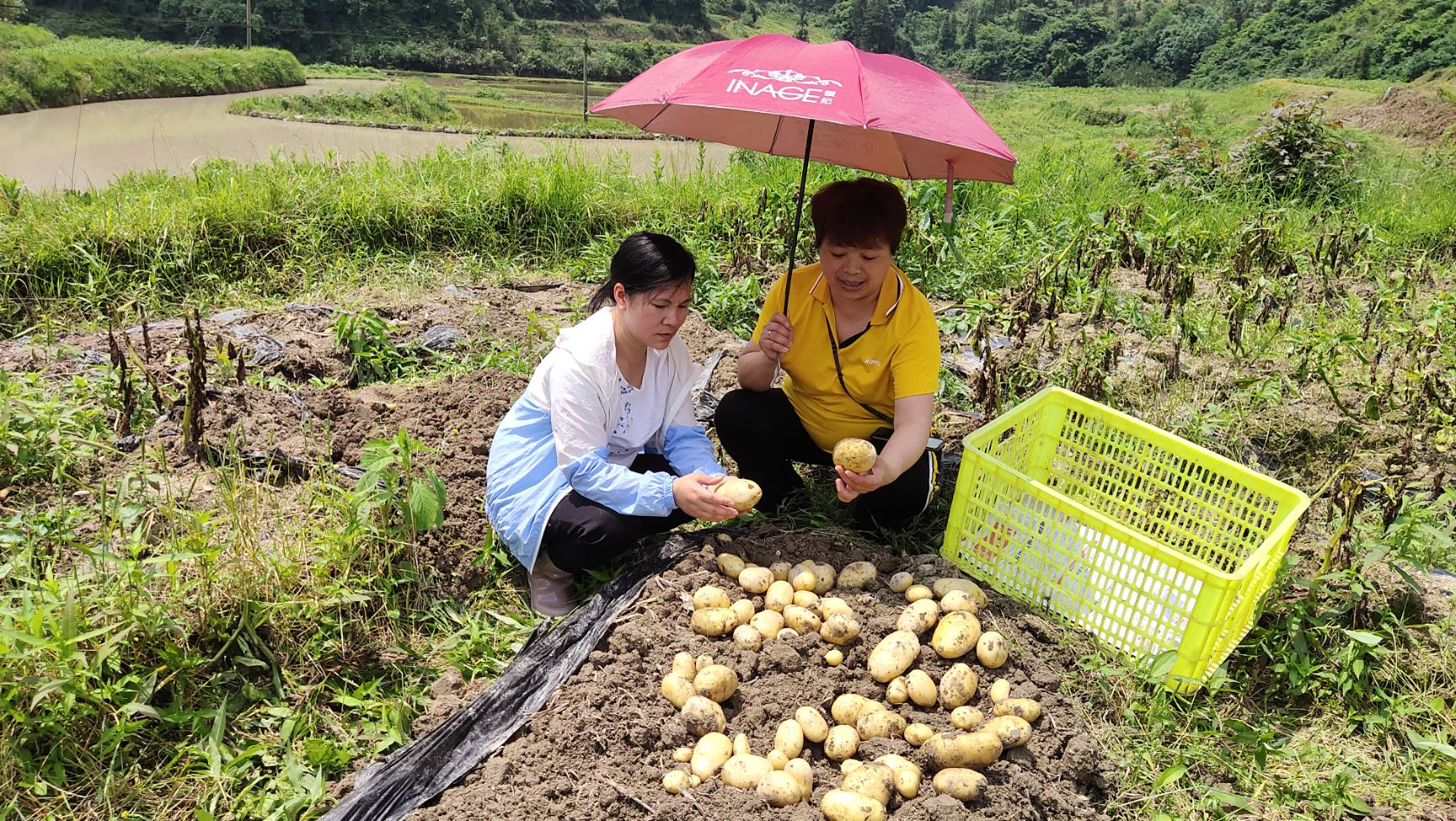 荷兰15 贵州省黔南布依族苗族自治州荔波县 3两以上 