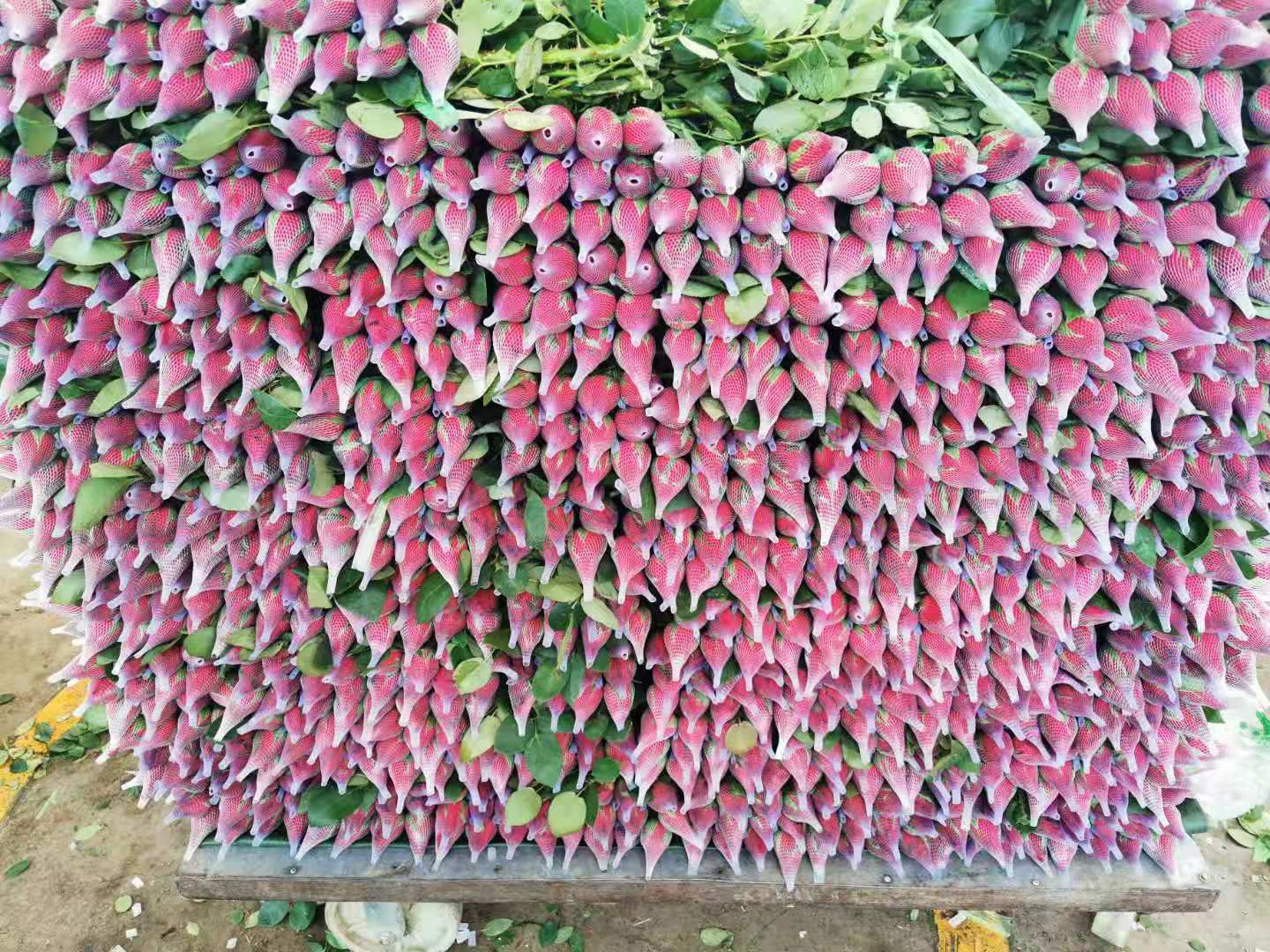 云南基地卡罗拉玫瑰鲜花