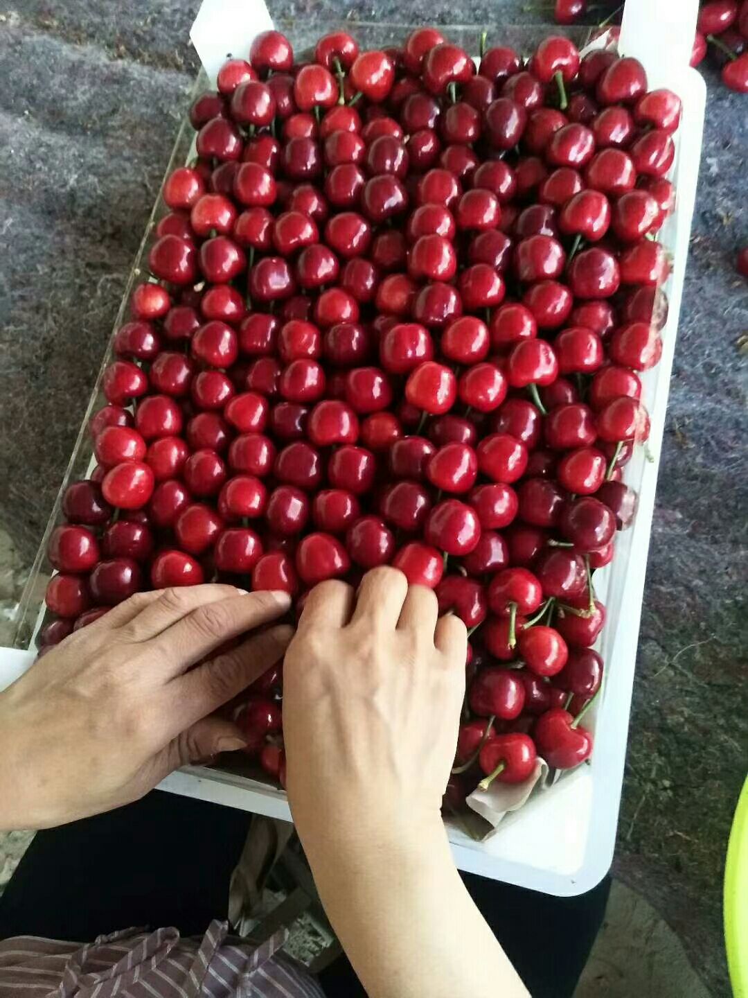 早大果樱桃 山东聊城陆地早大果