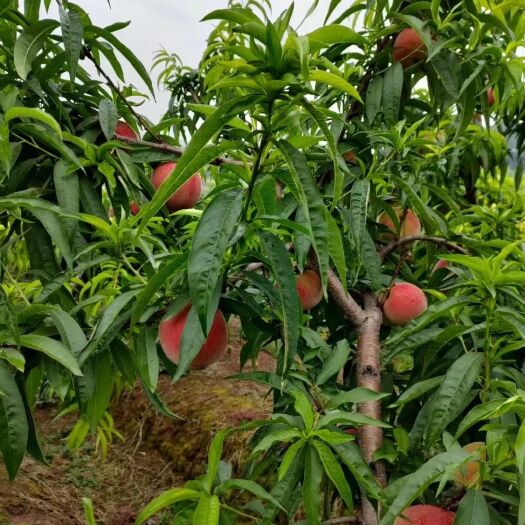 金堂县栆蜜桃