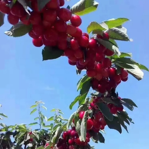 济南萨米脱樱桃  基地大樱桃