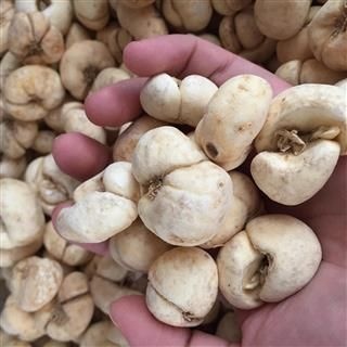 巴东县平贝母  新出土的大贝母！品质保障，数量保障。