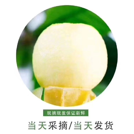 三门县白沙枇杷