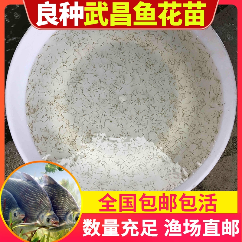 优质武昌鱼苗水花苗夏花鳊鱼苗扁鱼苗团头鲂养殖热卖