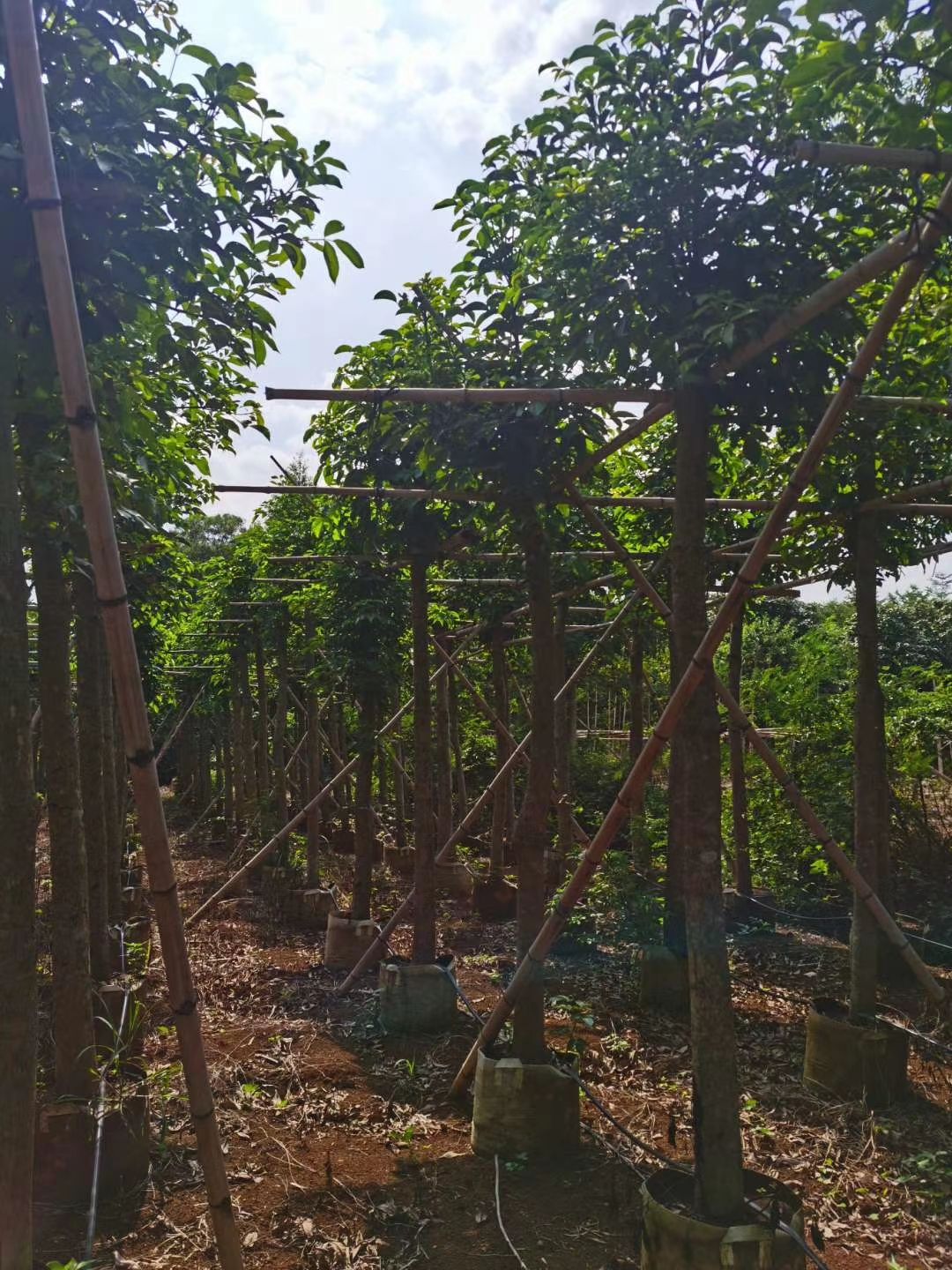产地大量直销：秋枫（重阳木）