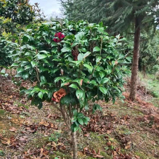 灵川县赤丹  山茶花