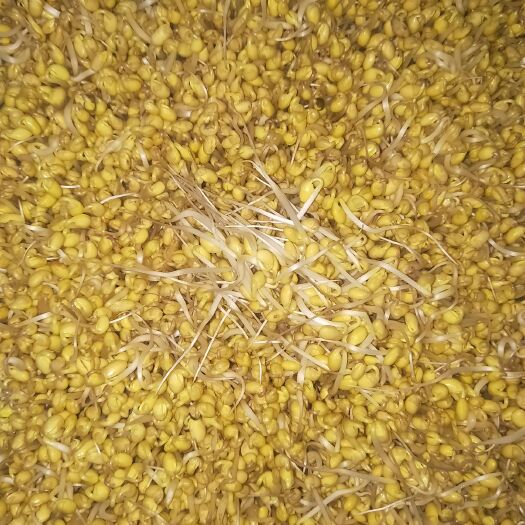 泗洪县黄豆芽    纯绿色有机豆芽