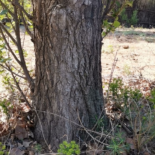 奈曼旗木材 杨树地，
